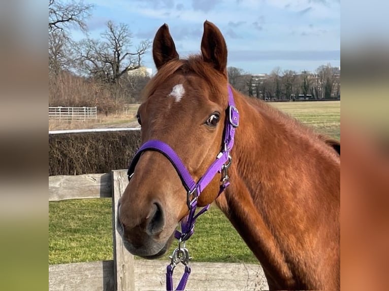 Thoroughbred Gelding 9 years 15.2 hh Chestnut-Red in Leipzig