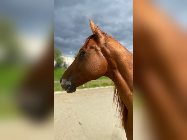 Thoroughbred Gelding 9 years 15.3 hh Chestnut-Red in Saarbrücken