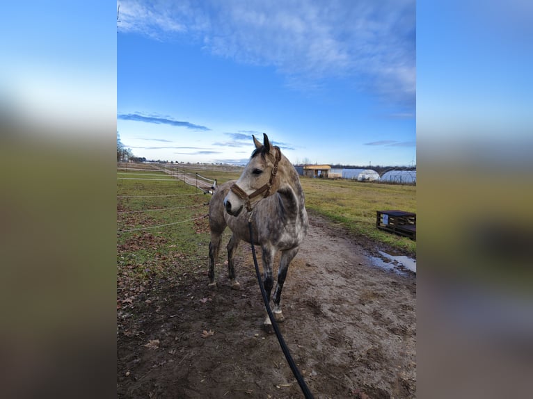 Thoroughbred Gelding 9 years 15,1 hh Can be white in Gänserndorf