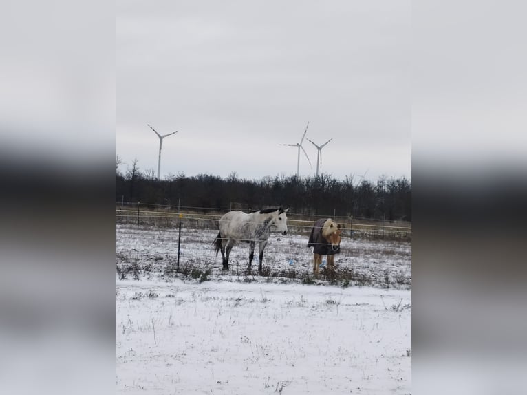Thoroughbred Gelding 9 years 15,1 hh Can be white in Gänserndorf