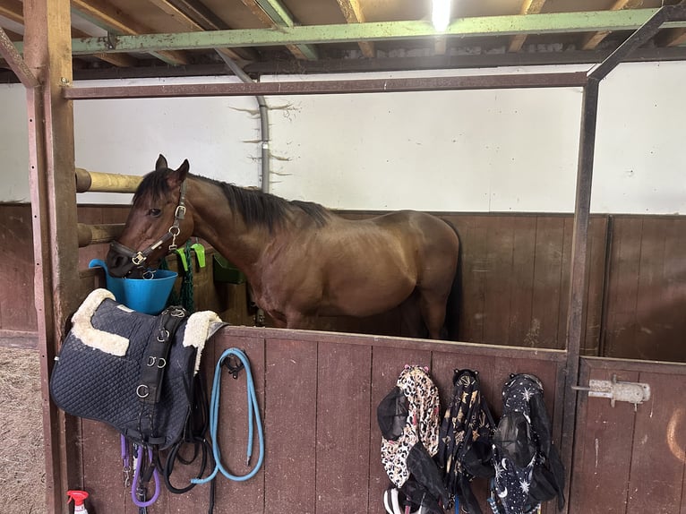 Thoroughbred Gelding 9 years 15,2 hh Brown in Eschenburg