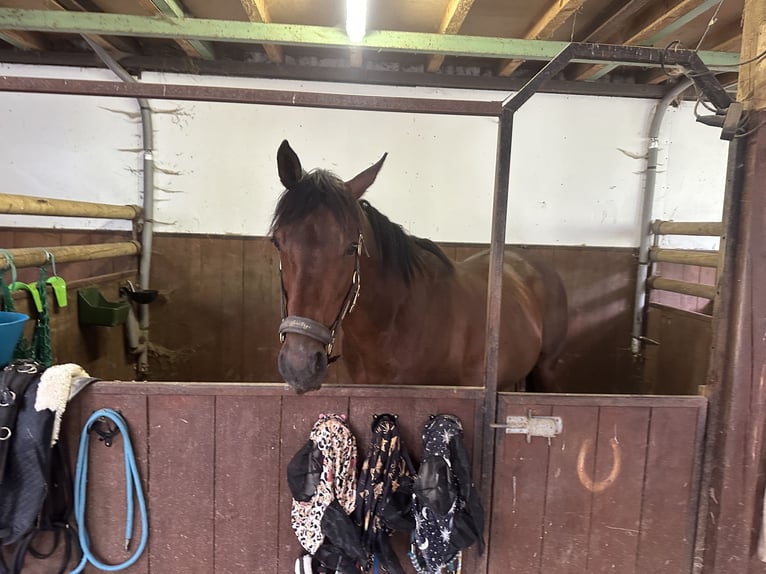 Thoroughbred Gelding 9 years 15,2 hh Brown in Eschenburg