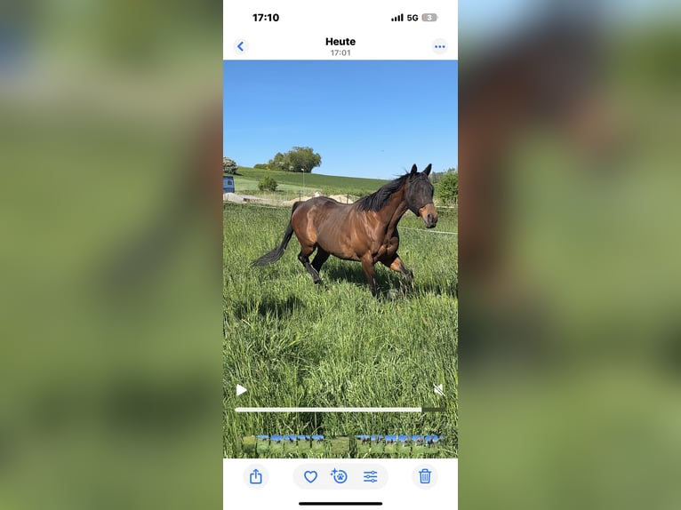 Thoroughbred Gelding 9 years 15,2 hh Brown in Eschenburg