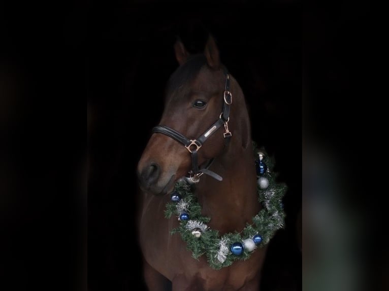 Thoroughbred Gelding 9 years 15,2 hh Brown in Eschenburg