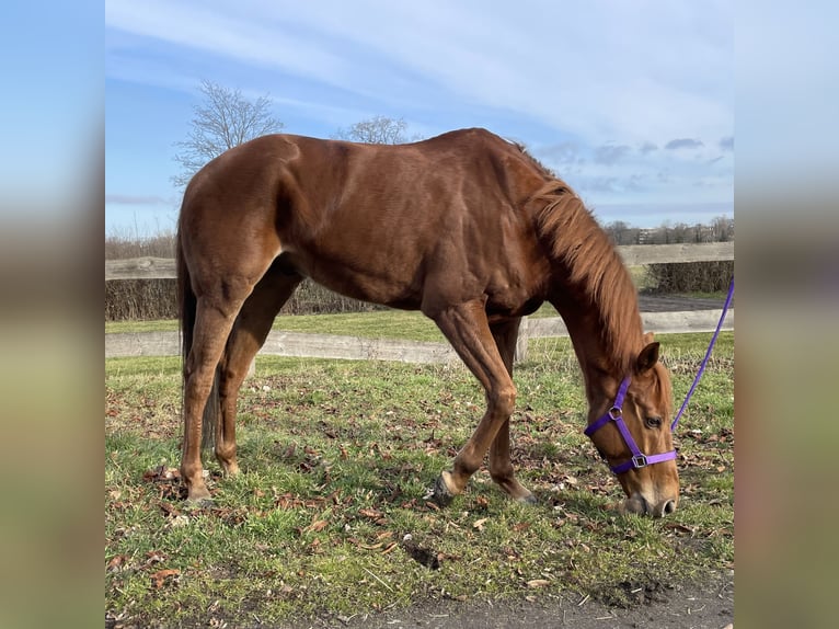 Thoroughbred Gelding 9 years 15,2 hh Chestnut-Red in Leipzig
