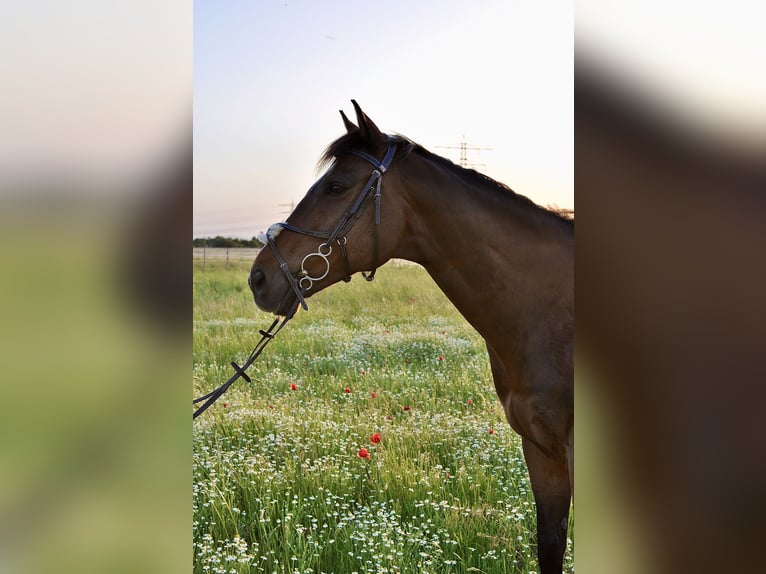 Thoroughbred Gelding 9 years 16.1 hh Bay-Dark in Mannheim Seckenheim