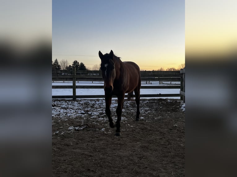 Thoroughbred Gelding 9 years 16,1 hh Bay in Roscoe