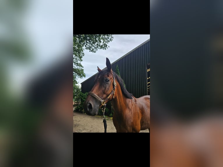 Thoroughbred Gelding 9 years 16,1 hh Brown in Olst