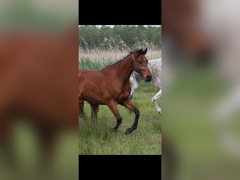 Thoroughbred Gelding 9 years 16,1 hh Brown in Olst