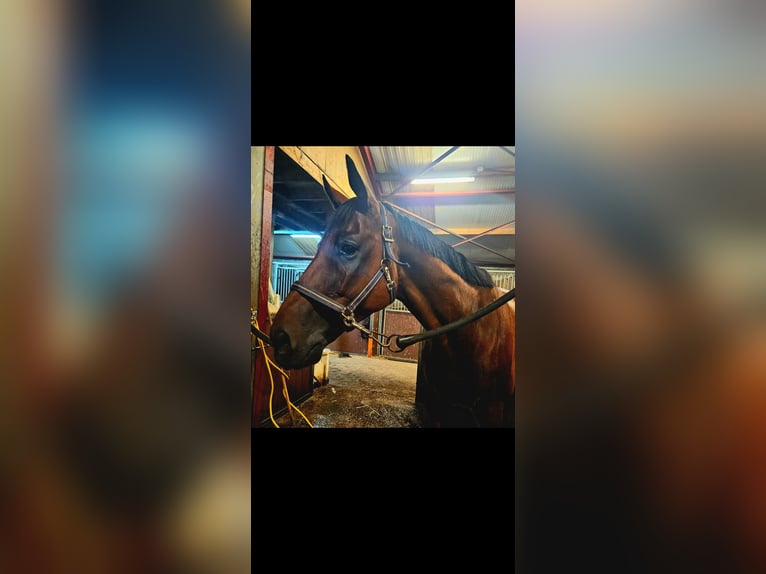 Thoroughbred Gelding 9 years 16,1 hh Brown in Olst