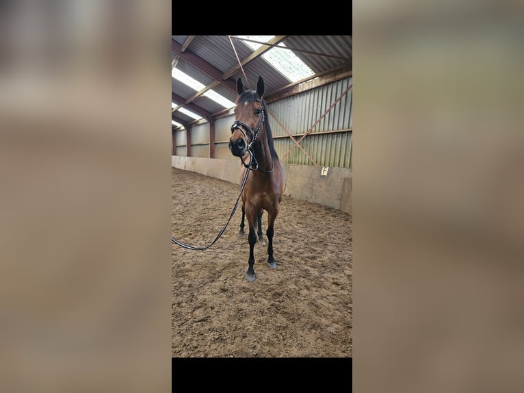 Thoroughbred Gelding 9 years 16,1 hh Brown in Olst