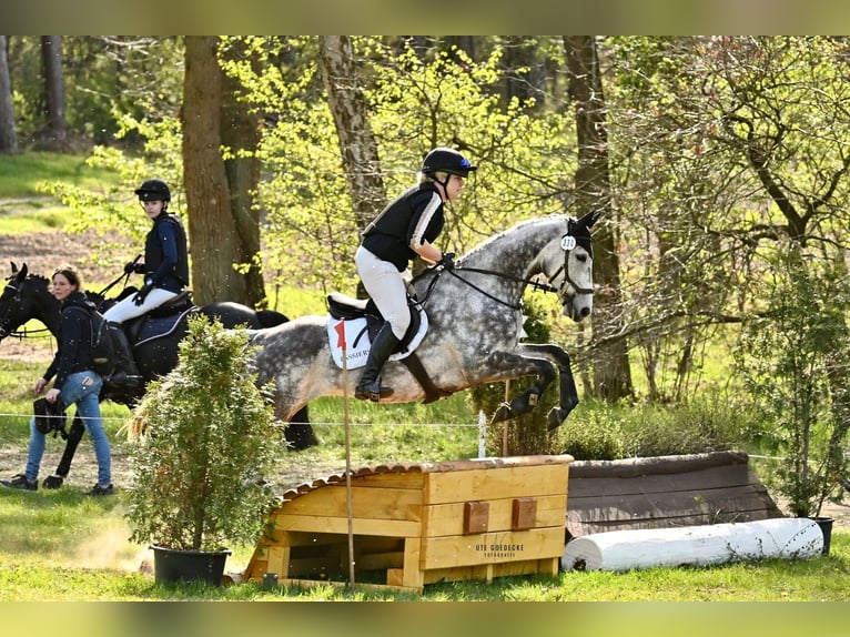 Thoroughbred Gelding 9 years 16.1 hh Grey-Dapple in Garlstorf