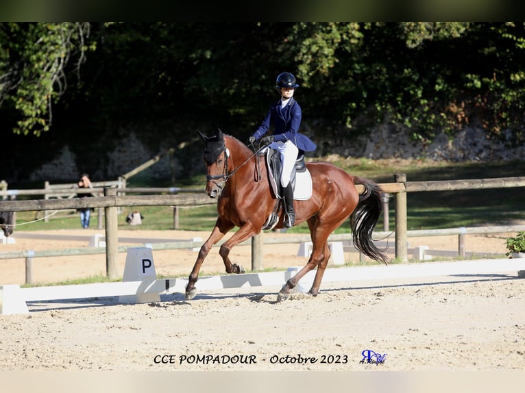 Thoroughbred Gelding 9 years 16,2 hh Brown in Bordeaux