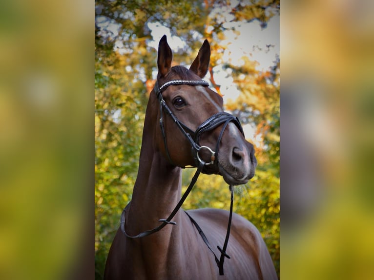 Thoroughbred Gelding 9 years 16,3 hh Brown in Sonsbeck