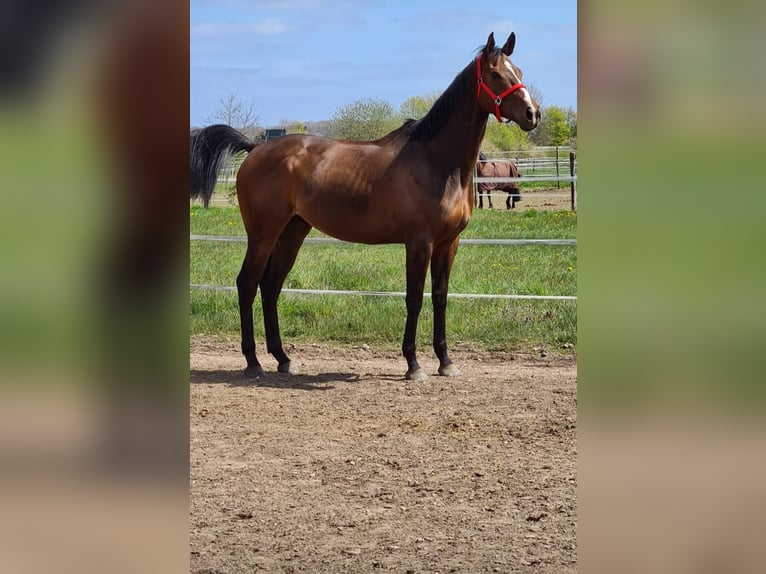 Thoroughbred Gelding 9 years 16,3 hh Brown in Issum