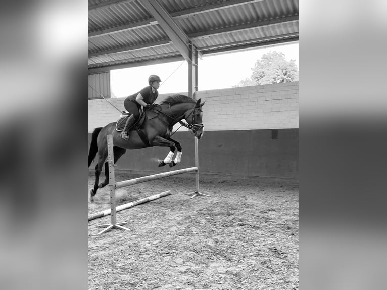 Thoroughbred Gelding 9 years 16,3 hh Brown in Issum