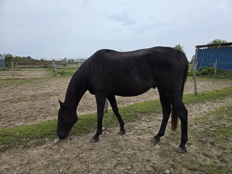 Thoroughbred Gelding 9 years 16 hh Bay-Dark in Völklingen