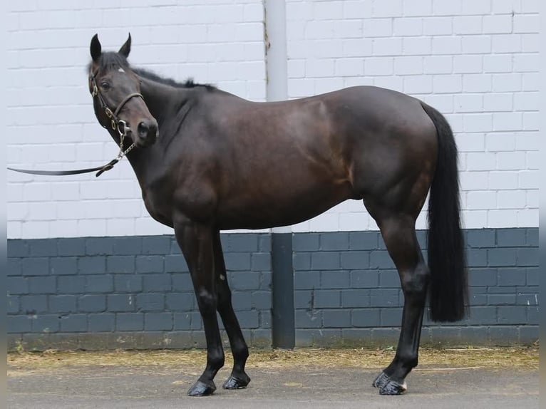 Thoroughbred Gelding 9 years 16 hh Bay-Dark in Weilerswist