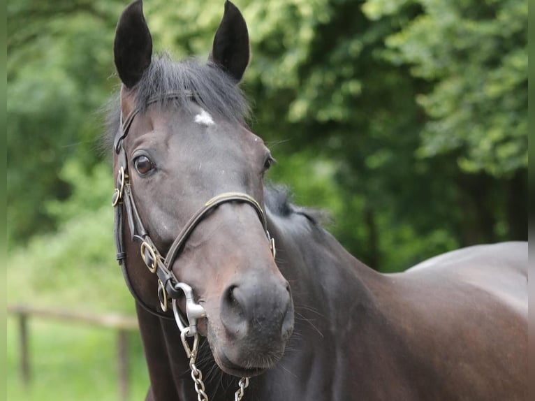 Thoroughbred Gelding 9 years 16 hh Bay-Dark in Weilerswist