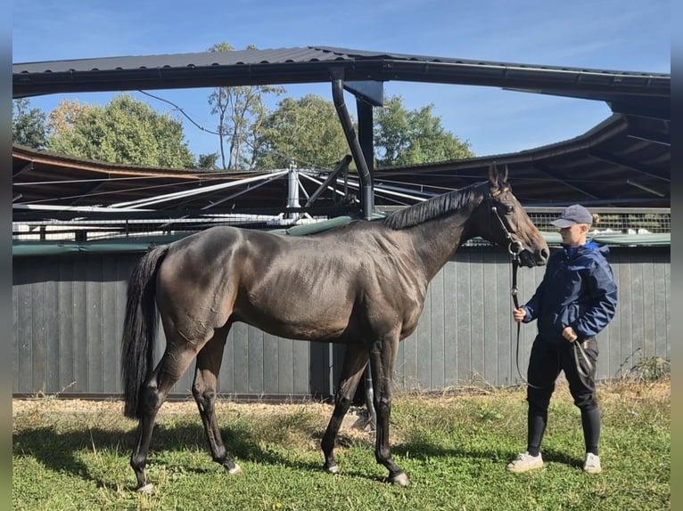 Thoroughbred Gelding 9 years 16 hh Bay-Dark in Neuenhagen bei Berlin