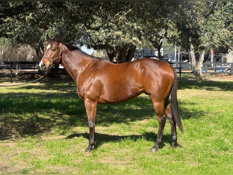Thoroughbred Gelding 9 years 16 hh Bay in Fresno, TX