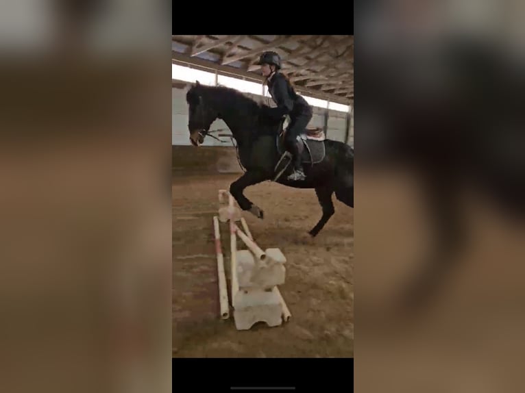 Thoroughbred Gelding 9 years 16 hh Bay in Urbana