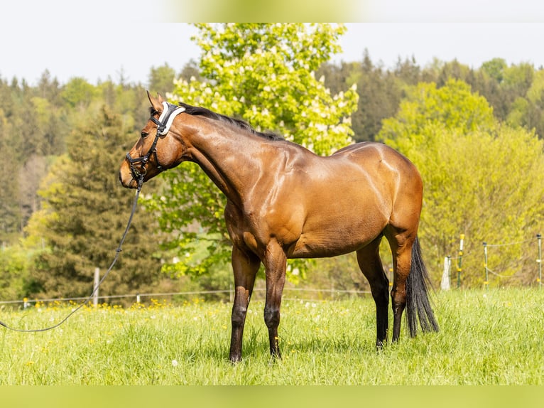 Thoroughbred Gelding 9 years 16 hh Brown in Penzberg