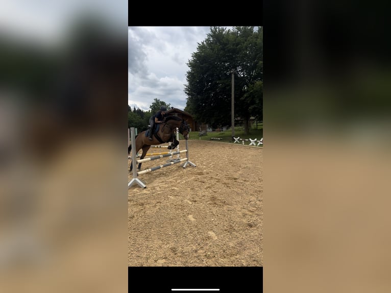 Thoroughbred Gelding 9 years 16 hh Brown in Penzberg