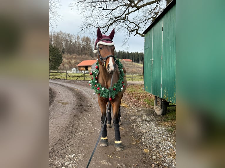 Thoroughbred Gelding 9 years 16 hh Brown in Penzberg