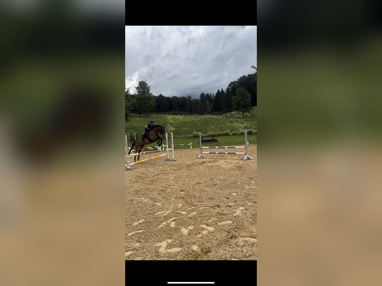 Thoroughbred Gelding 9 years 16 hh Brown in Penzberg