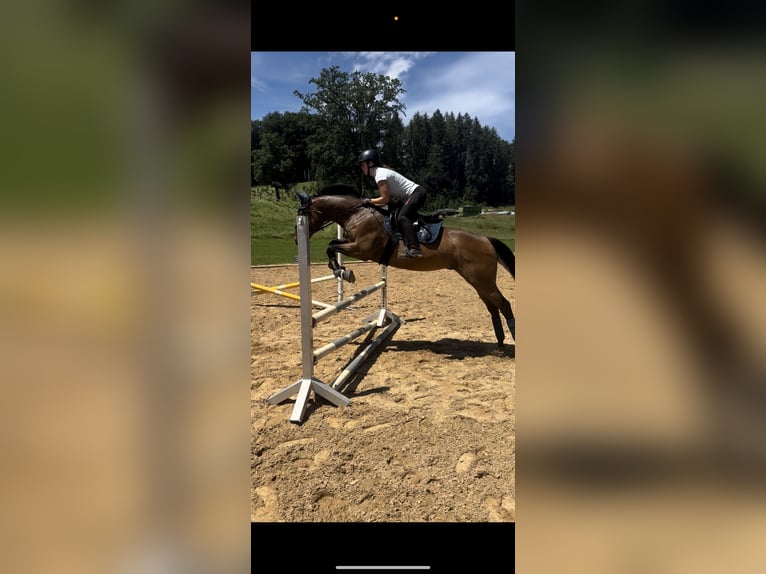 Thoroughbred Gelding 9 years 16 hh Brown in Penzberg