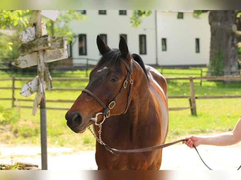 Thoroughbred Gelding 9 years 16 hh Brown in Weilerswist