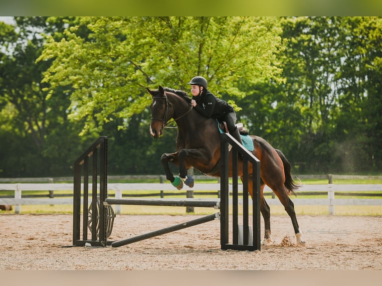 Thoroughbred Gelding 9 years 16 hh Brown in Lexington