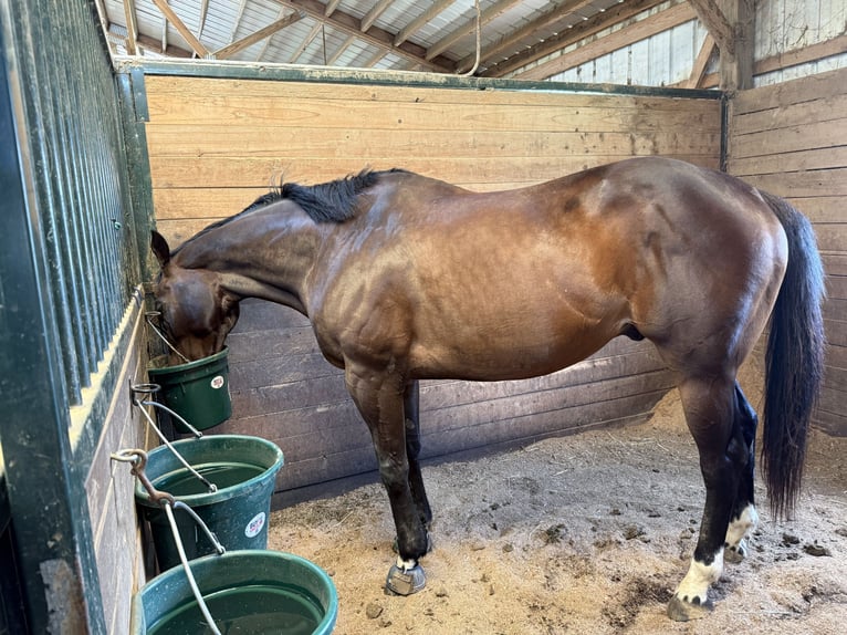 Thoroughbred Gelding 9 years 16 hh Brown in Lexington