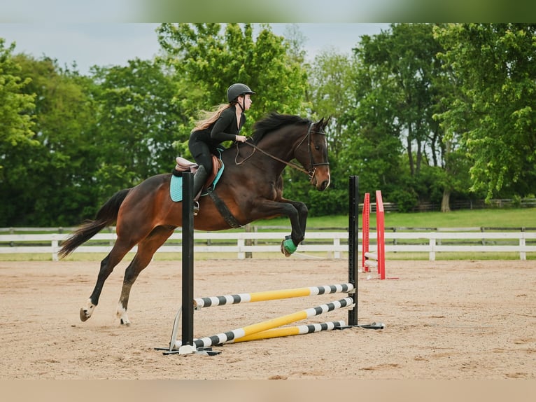 Thoroughbred Gelding 9 years 16 hh Brown in Lexington