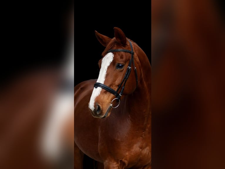 Thoroughbred Gelding 9 years 16 hh  in Köln