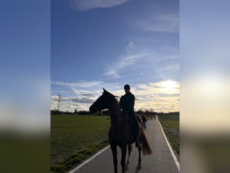 Thoroughbred Gelding 9 years 16 hh  in Köln