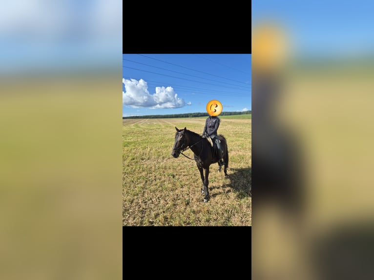 Thoroughbred Gelding 9 years 16 hh Smoky-Black in Marlow