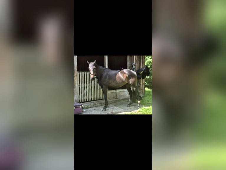 Thoroughbred Gelding 9 years 16 hh Smoky-Black in Marlow