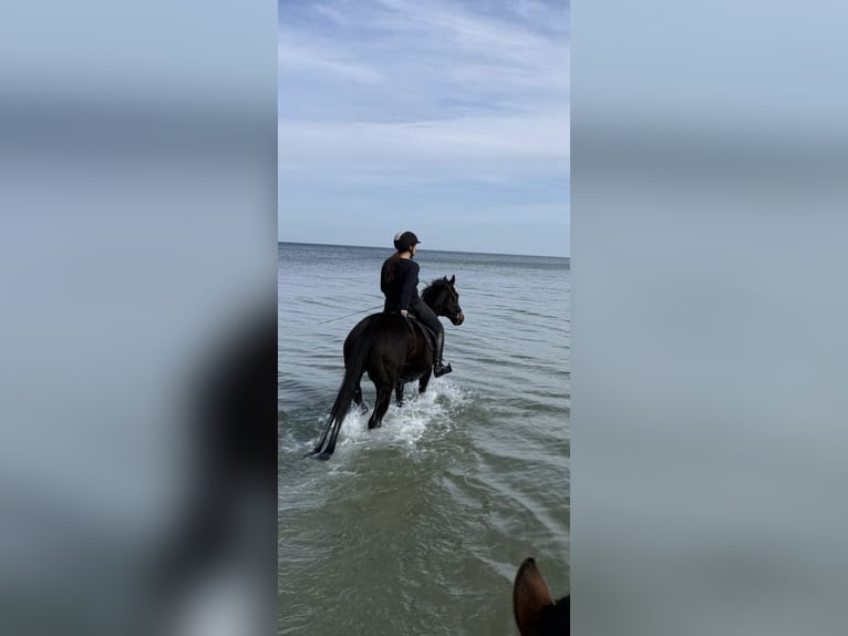 Thoroughbred Gelding 9 years 16 hh Smoky-Black in Marlow