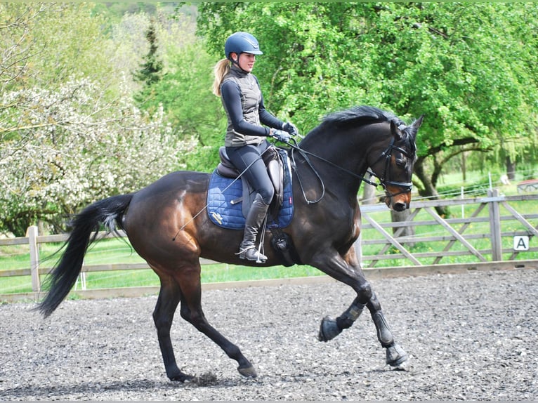 Thoroughbred Gelding 9 years 16,1 hh Bay-Dark in Neuffen