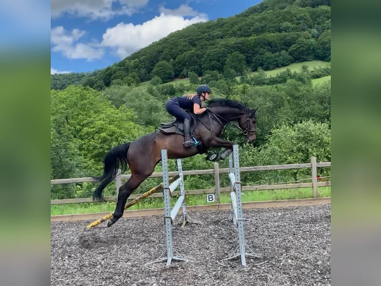 Thoroughbred Gelding 9 years 16,1 hh Bay-Dark in Neuffen