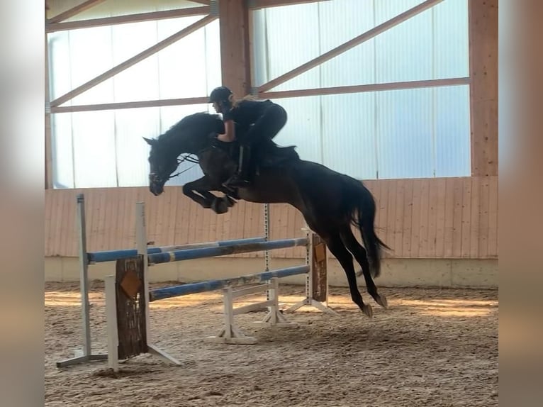 Thoroughbred Gelding 9 years 16,1 hh Bay-Dark in Neuffen