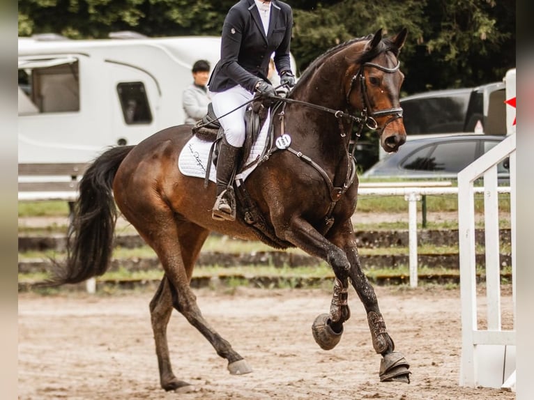 Thoroughbred Gelding 9 years 16,1 hh Bay-Dark in Neuffen