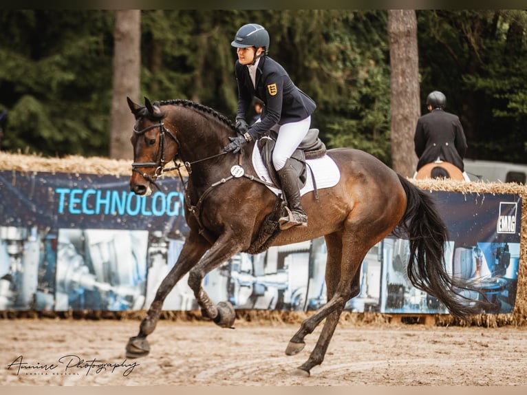 Thoroughbred Gelding 9 years 16,1 hh Bay-Dark in Neuffen