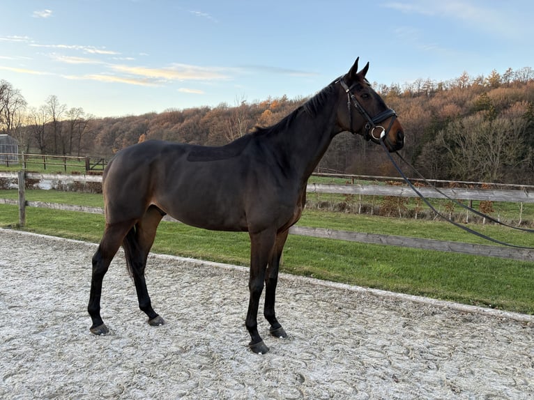 Thoroughbred Gelding 9 years 16,1 hh Brown in Gesves