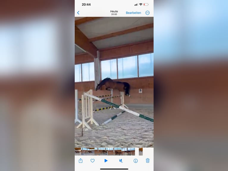 Thoroughbred Gelding 9 years 16,1 hh Brown in Bayreuth