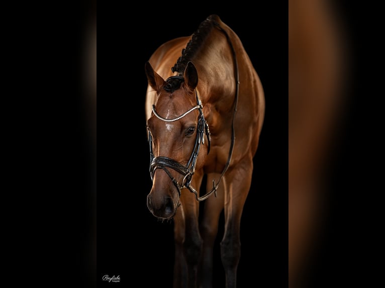 Thoroughbred Gelding 9 years 16,1 hh Brown in Bayreuth