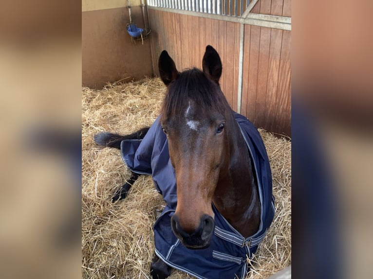 Thoroughbred Gelding 9 years 16,1 hh Brown in Bayreuth
