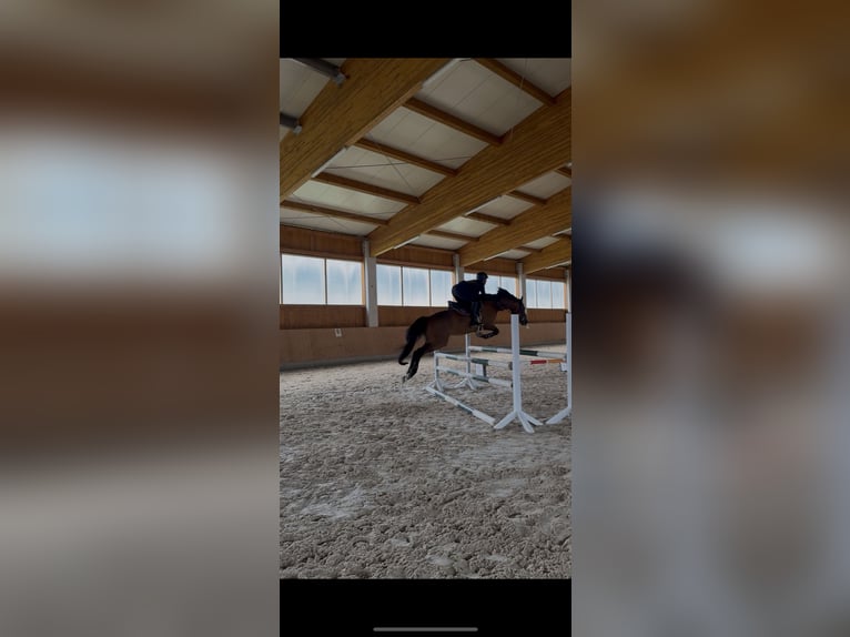 Thoroughbred Gelding 9 years 16,1 hh Brown in Bayreuth